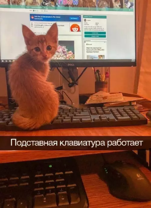 Смешная картинка №666912