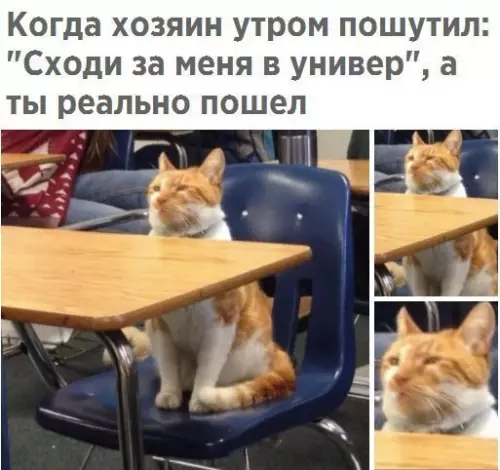 Смешная картинка №246384