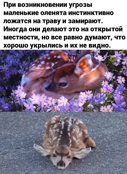 Смешная картинка №482724 ?