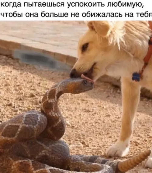 Смешная картинка №497135