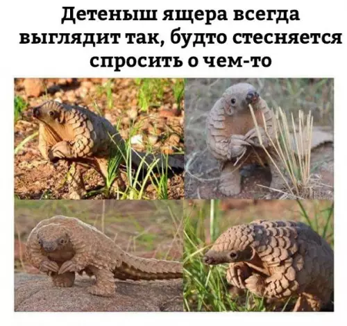 Смешная картинка №227255