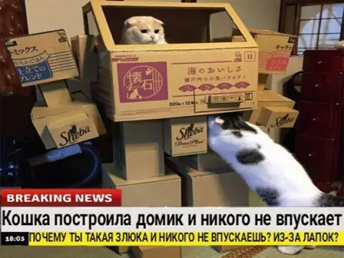 Смешная картинка №209715 Главные новости дня: