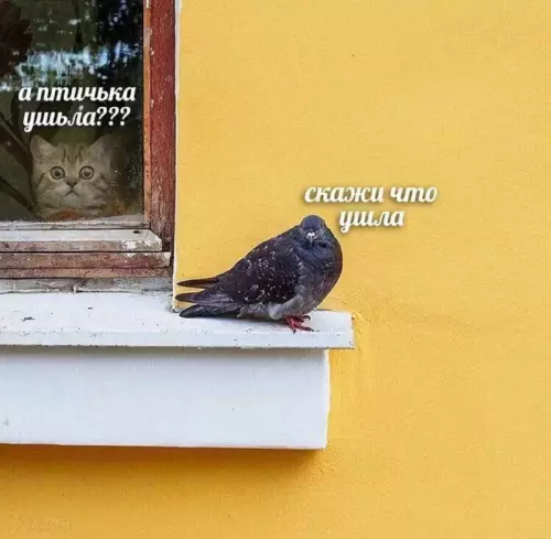 Смешная картинка №722217