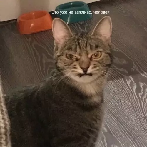 Смешная картинка №483091 Котам тоже трудно