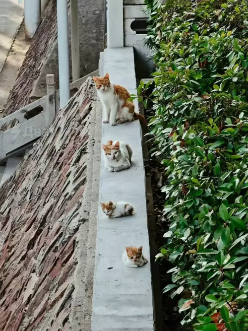 Кошачья эволюция: от микро до гиганта 🐈 - Внимание: коты размеров XS, S, M и L