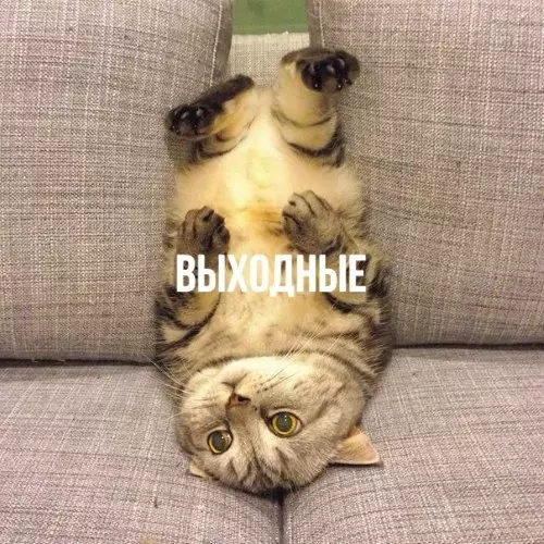 Смешная картинка №272673 Мой выходной кутеж