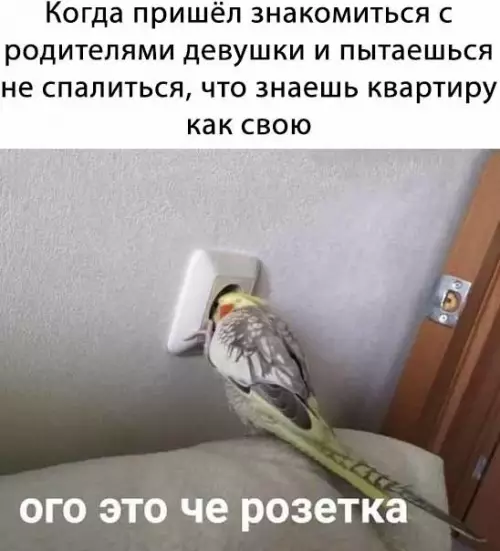 Как не спалиться перед тещей 💀 - Когда пришёл знакомится с родителями девушки и пытаешся не спалится,