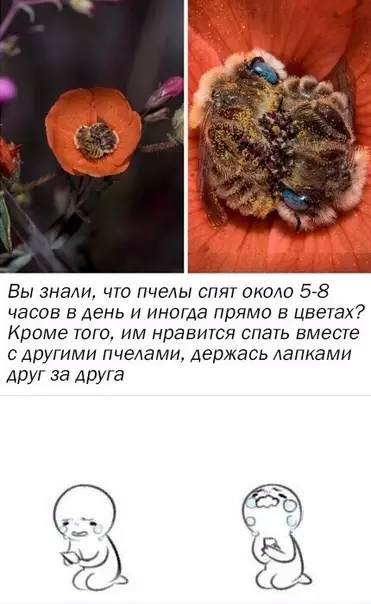 Смешная картинка №467674 Ничего милее сегодня не увидите