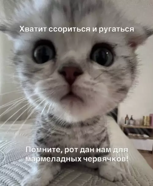 Милота, которая остановит любой конфликт 🐈 - Хватит ссориться и ругаться. Помните, рот дан нам для мармеладных