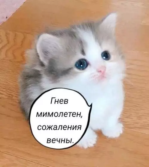 Смешная картинка №684674