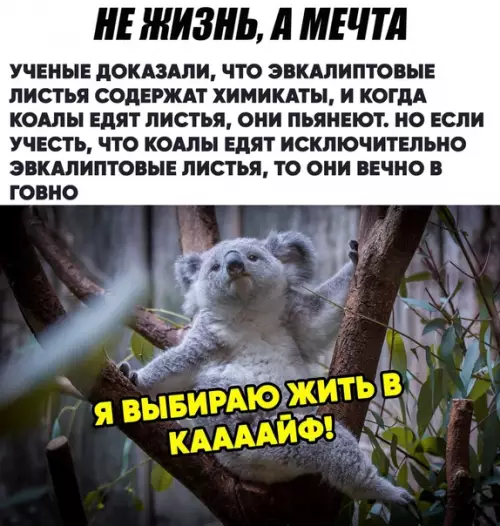 Смешная картинка №451966 Я знаю, кем хочу быть в следующей жизни)