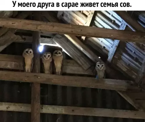 Смешная картинка №302763 Кажется, они ему намекают, что пора съезжать.
