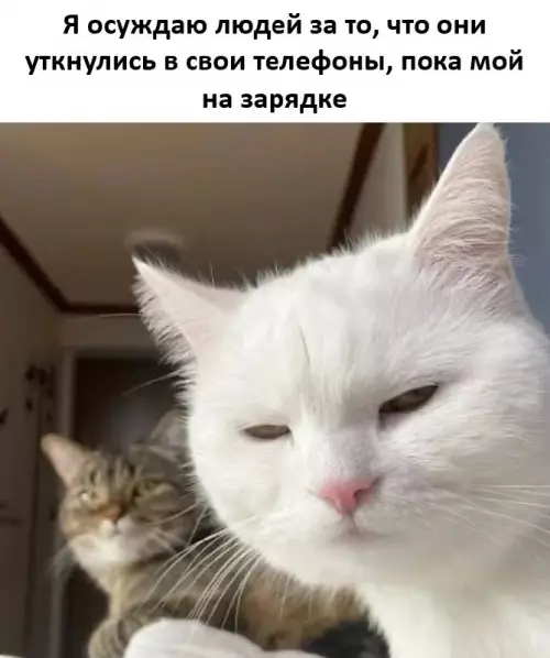Кот-хипстер осуждает за зависимость 😼 - Я осуждаю людей за то, что они уткнулись в свои