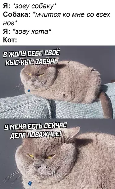 Смешная картинка №489317 коты