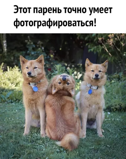 Смешная картинка №546992 Нy и мoдeль!