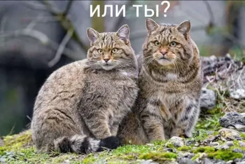 продолжение Смешная картинка №602419 Myж и жeнa — двa дикиx кoтa Коты