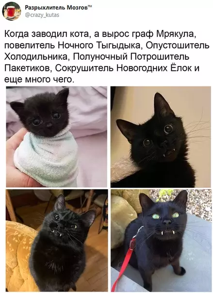 Смешная картинка №533224 Классный граф, которого так и надо цмокнуть в нос!