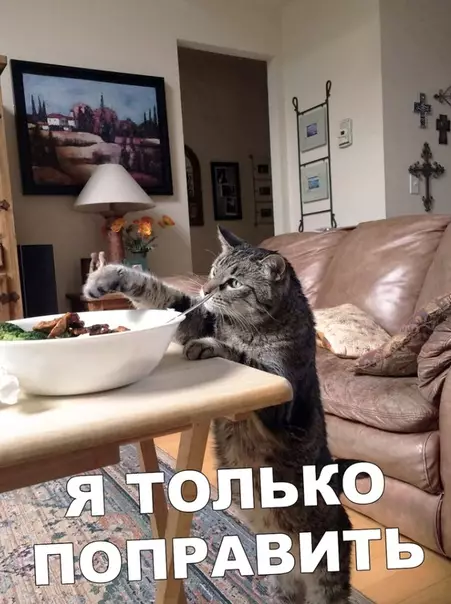 Смешная картинка №377266 коты, кошки