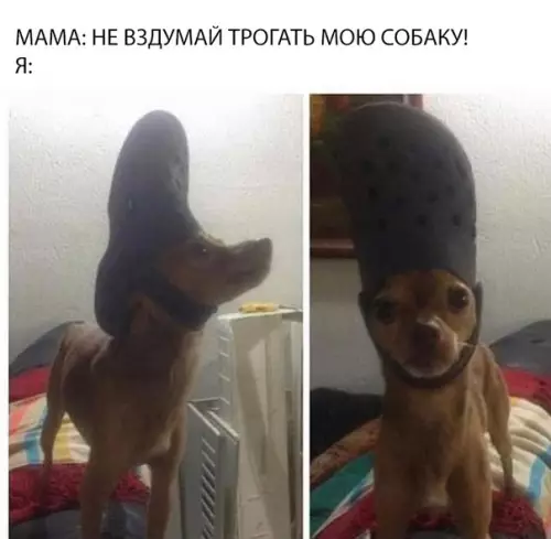 Смешная картинка №317901 собаки
