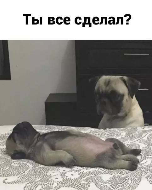 Смешная картинка №537072