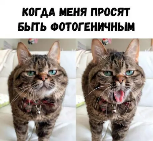 Смешная картинка №285389