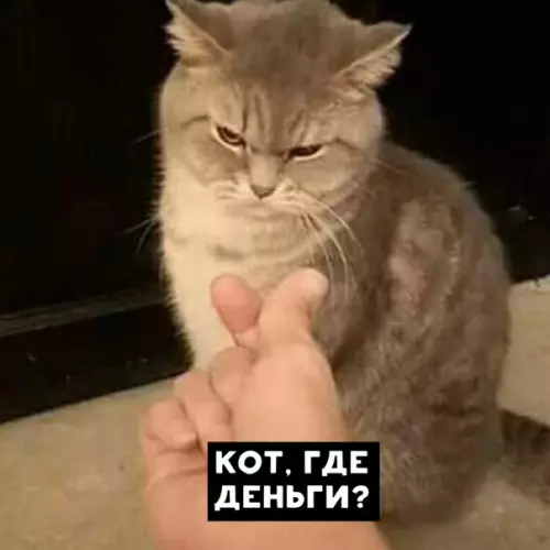 Смешная картинка №468586 Когда решил отправить кота на работу Коты