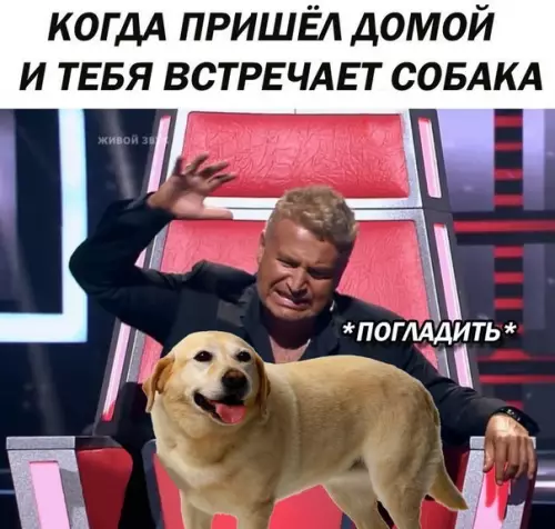 Смешная картинка №226960 собаки