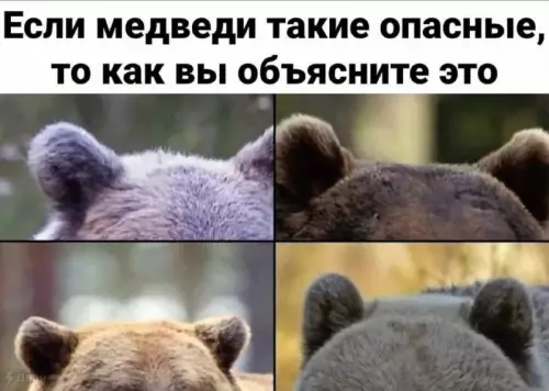 Мимимишные комочки ярости 🐻 - Если медведи такие опасные, то как вы объясните это