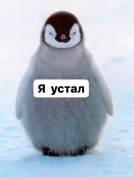 Смешная картинка №424577 Мой психолог: ты должен пробудить своего внутреннего зверя 
Мой внутренний зверь пробудился: