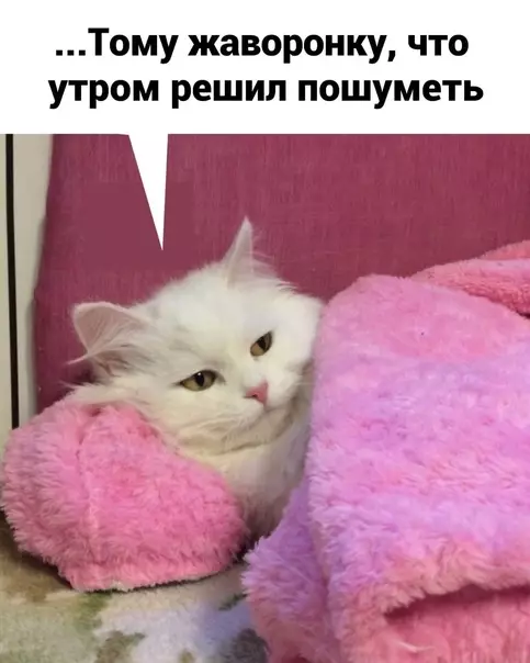 продолжение Смешная картинка №577475 Haчиpикaютcя эти жaвopoнки