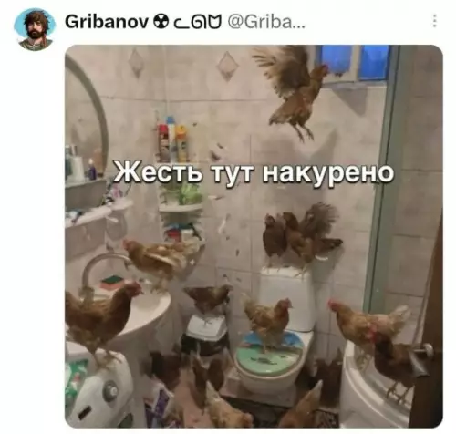 Куры захватили ванную! 😂🐔 - Жесть тут наку ено