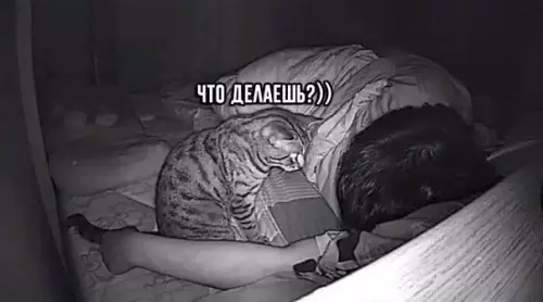 продолжение Смешная картинка №588769 Скучно коту ночью стало Коты