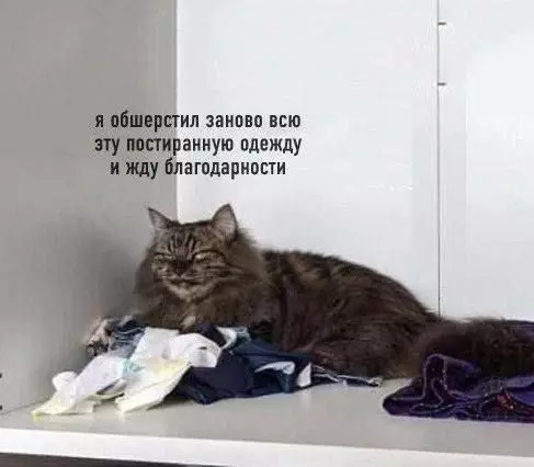 Смешная картинка №718458 Коты