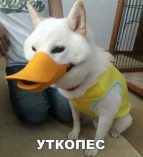 Смешная картинка №200940