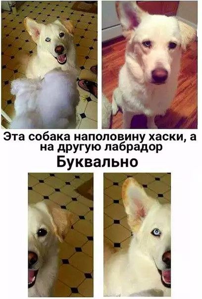 Смешная картинка №259970