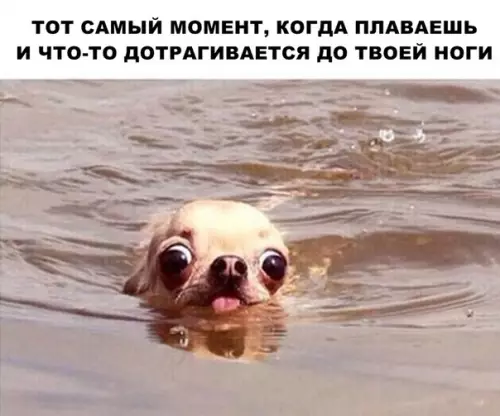 Смешная картинка №289754