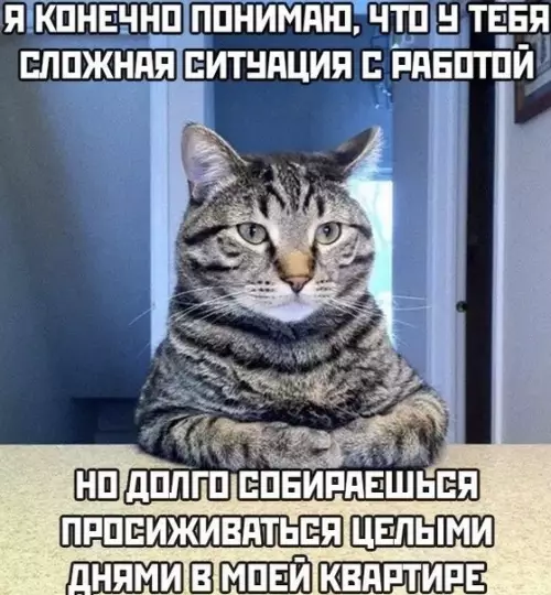 Смешная картинка №482730 Коты, карантин