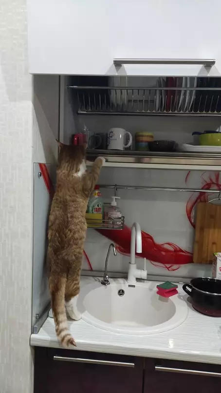 Смешная картинка №628449 Коты