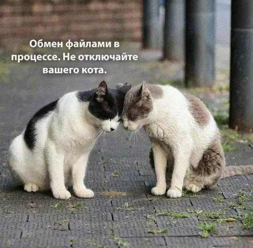 Смешная картинка №716484 коты