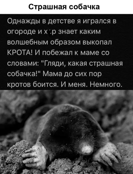 Смешная картинка №365373 животные
