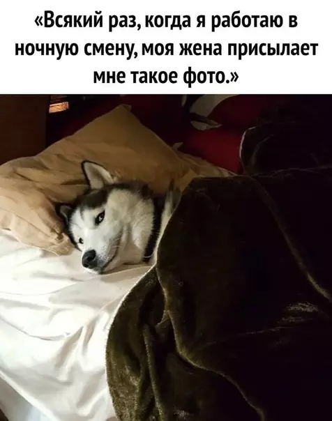 Смешная картинка №503176 Довoльная мордa.