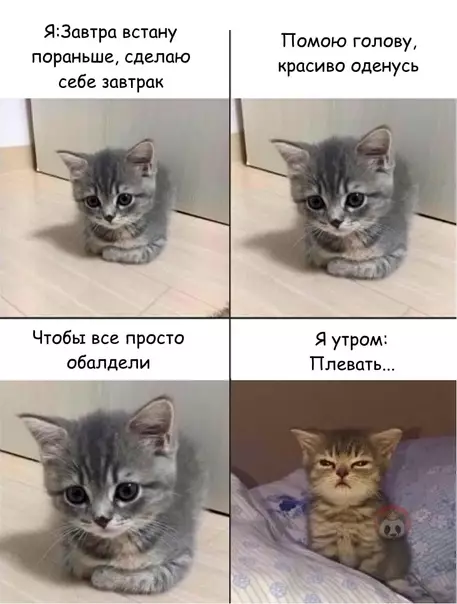 Смешная картинка №565113 И так каждое утро: