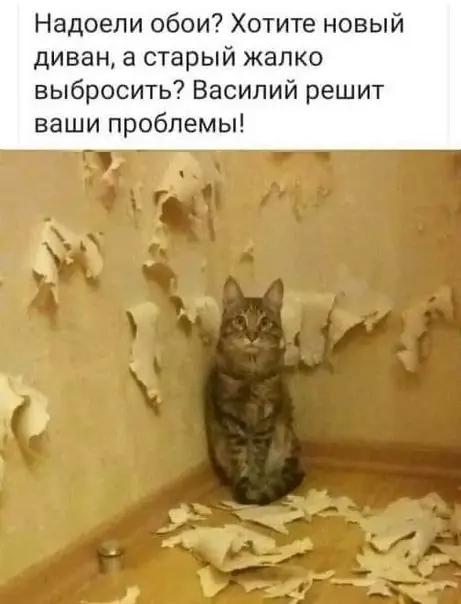 Смешная картинка №373998 коты, кошки