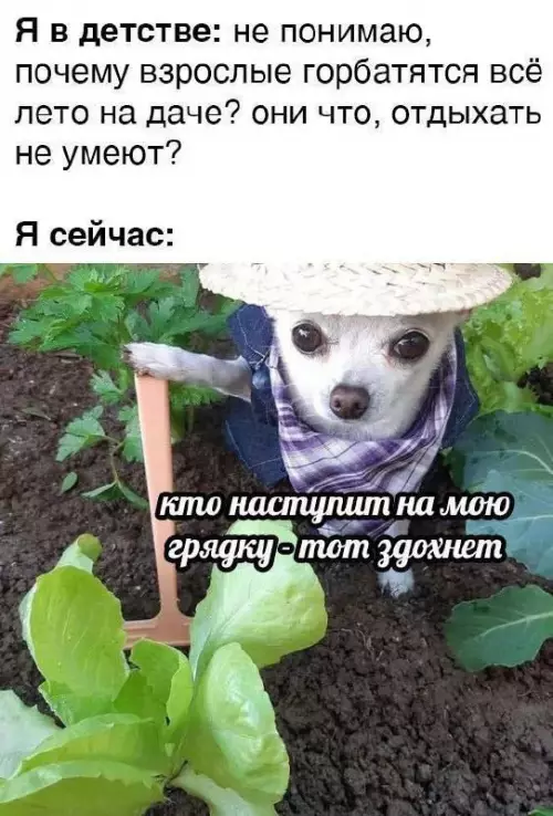 Смешная картинка №723975 дача