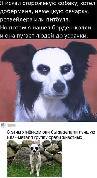 Смешная картинка №515885 Собака-покарака животные