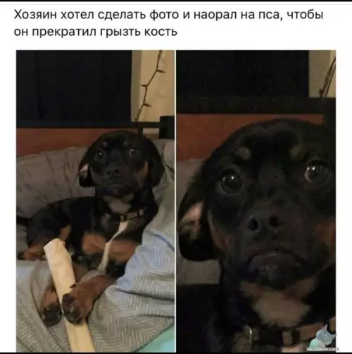 Смешная картинка №392386