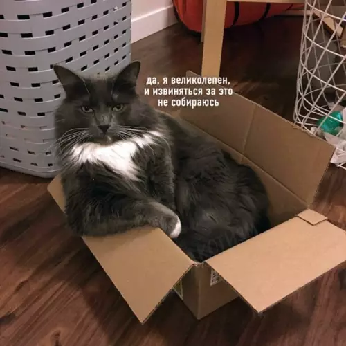Смешная картинка №564597 Самооценка, к которой я стремлюсь: