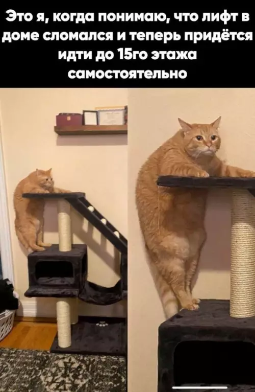 Смешная картинка №658864
