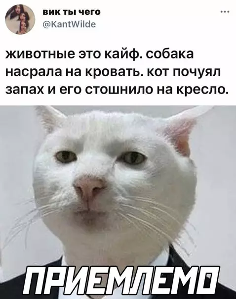 Смешная картинка №575045 собаки, животные, коты
