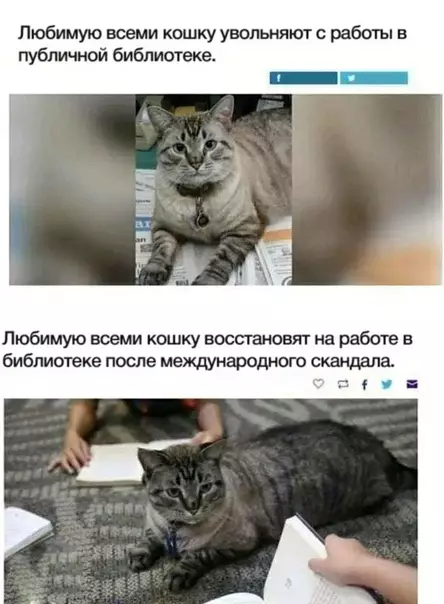 Смешная картинка №296546 Даже у кошки больше прав, чем у тебя ! кошки